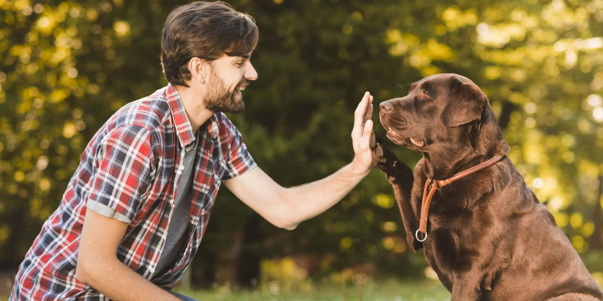 a labrador retriever high-fives his owner