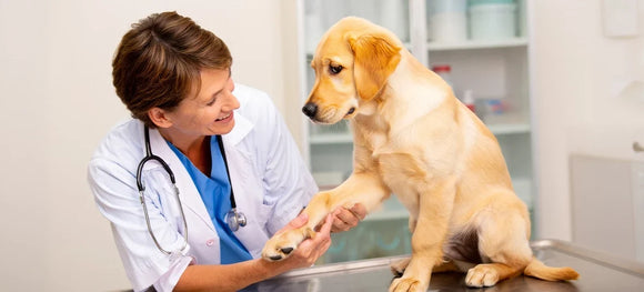 A female veterinarian in a white lab coat smiling gently while examining the front paw of a young Golden Retriever puppy sitting on an examination table.