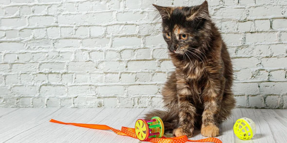 What Toys do Cats Like Playing With?