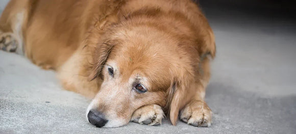 Back Leg Problems in Dogs