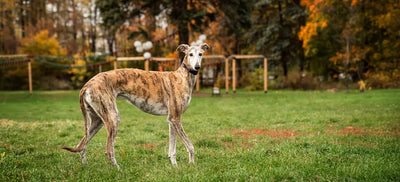 Why Greyhounds Need Specialized Care: A National Greyhound Day Guide