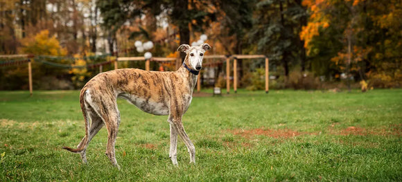 Why Greyhounds Need Specialized Care: A National Greyhound Day Guide