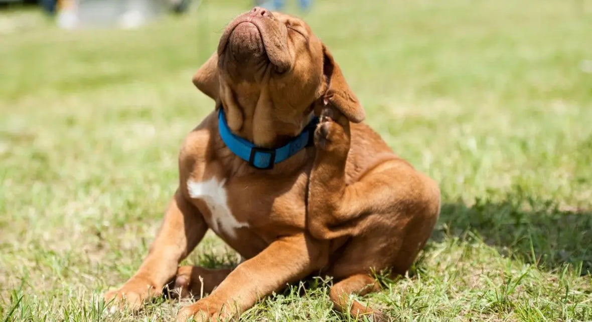 a brown dog is itching 