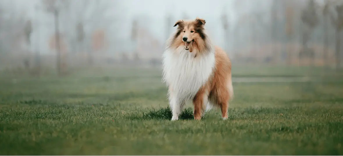 World Collie Day: How to Celebrate Best Toys Grooming Tools & Food for Collies