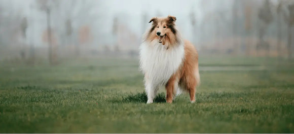 World Collie Day: How to Celebrate Best Toys Grooming Tools & Food for Collies
