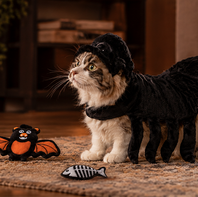 Halloween Toys & Treats for Cats 2026 🎃 👻