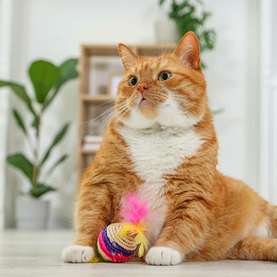 Shop Cat at HardyPaw