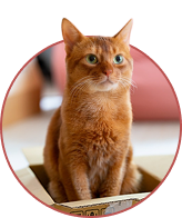 Cat Black Friday Deals