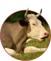 Livestock Black Friday Deals