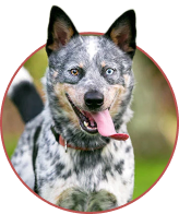 Black Friday Sale for Dogs