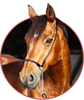 Horse Black Friday Deals