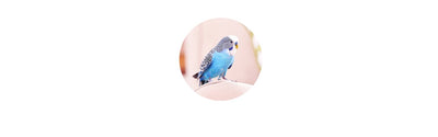 Bird Food