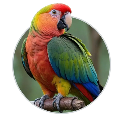 Shop Bird at HardyPaw