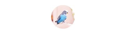Bird Travel Carriers