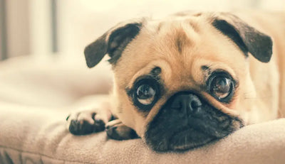 Calming & Anxiety Supplements for Dogs