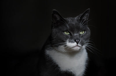 Cat Health Care & Wellness