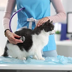 Shop for Cat Medications