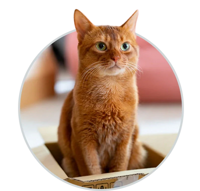 Shop Cat at HardyPaw