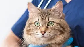 All Cat Medicine at Your Fingertips