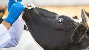 Farm Animal Pharmacy