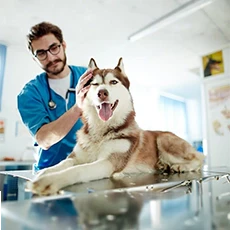 Shop for Dog Medications