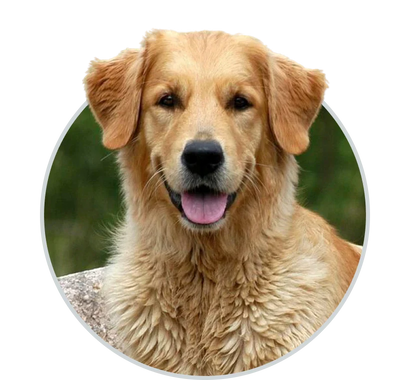 Shop Dog at HardyPaw