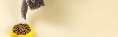 Dry Cat Food