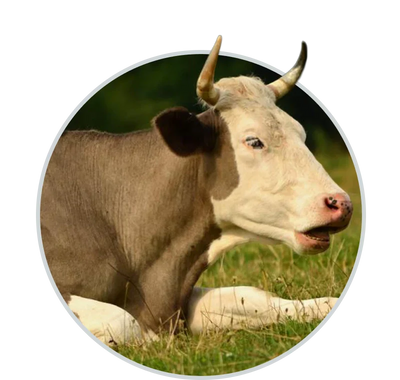 Shop Farm Animal at HardyPaw