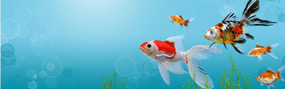 Fish Food