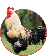 Small Pet Black Friday Deals