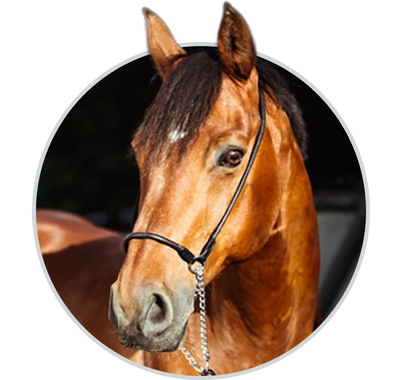 Shop Horse at HardyPaw