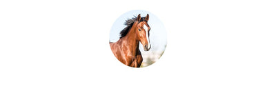 Horse Supplements & Vitamins