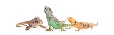 Reptile Food