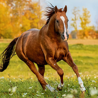 Shop Horse at HardyPaw