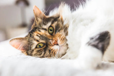Skin & Coat Supplements for Cats