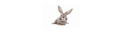Small Pet Bedding & Litter