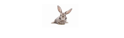 Small Pet Cages & Playpens
