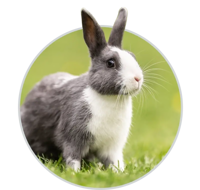 Shop Small Pet at HardyPaw
