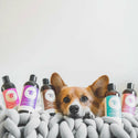 kin+kind Itchy Organics Sweet Blossom Natural Shampoo For Dog  (12 oz)kin+kind Itchy Organics Sweet Blossom Natural Shampoo For Dog  (12 oz)