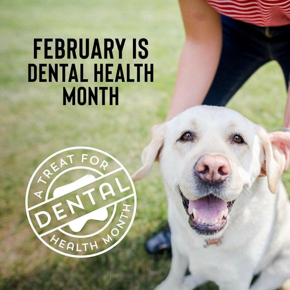 Cloud Star Wag More Bark Less Chicken, Charcoal, Parsley & Mint Dental Biscuits For Dogs(14 oz)