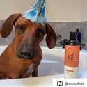 kin+kind Sensitive Skin Natural Shampoo For Puppies & Kittens, Unscented (12 oz)