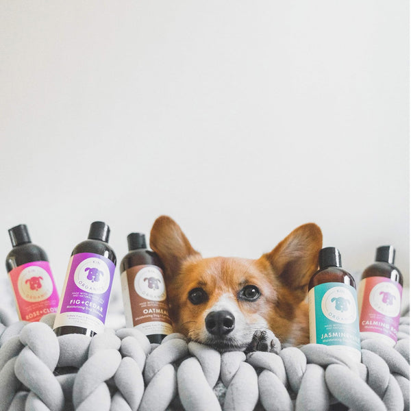 kin+kind Itchy Organics Fig & Cedar Natural Shampoo For Dog (12 oz)