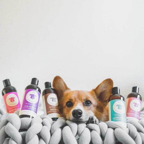 kin+kind Itchy Organics Calming Rose Natural Shampoo For Dog (12 oz)