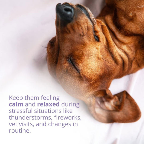 Under the Weather Calm & Relax Powder for Dogs