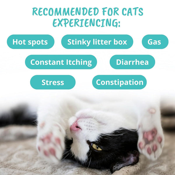 Under the Weather Probiotic Soft Chews for Cats