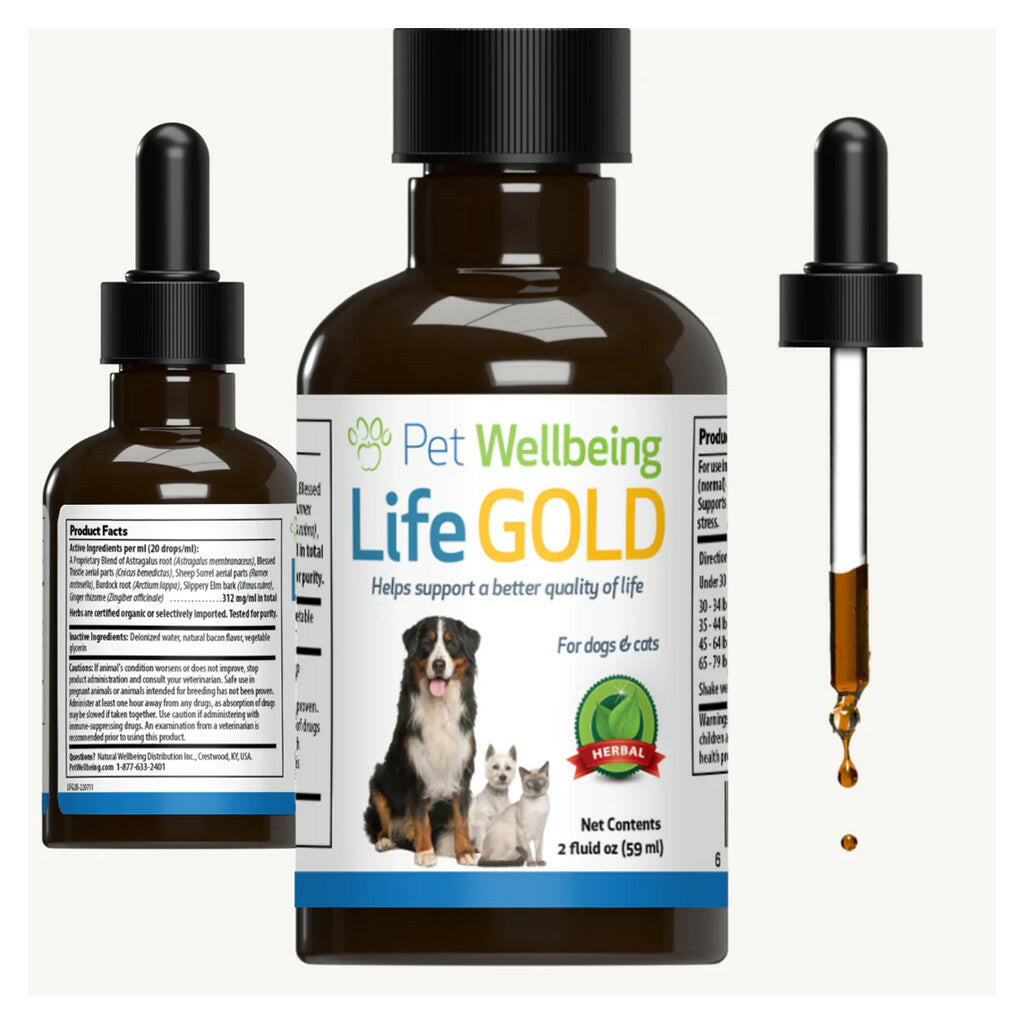 Life Gold  Trusted Care for Cat Cancer 