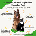 Provide your pup with hepatic and digestive support with dandelion root for dogs