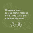 canine adrenal support helps your dogs adrenal glands respond normally to stress