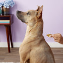 Dermoscent Essential-6 SpotOn Medium Breed Dog Skin Care Treatment 22-45 lbs.(4 count)