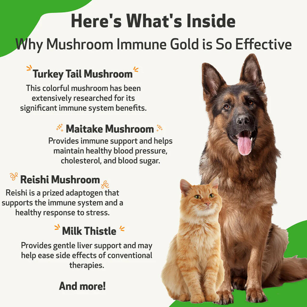 Mushroom Immune Gold - Holistic Cancer Support for Cats (8 oz)